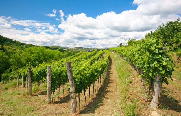 Gita di un giorno alle colline vinicole di Goriska Brda da Lubiana