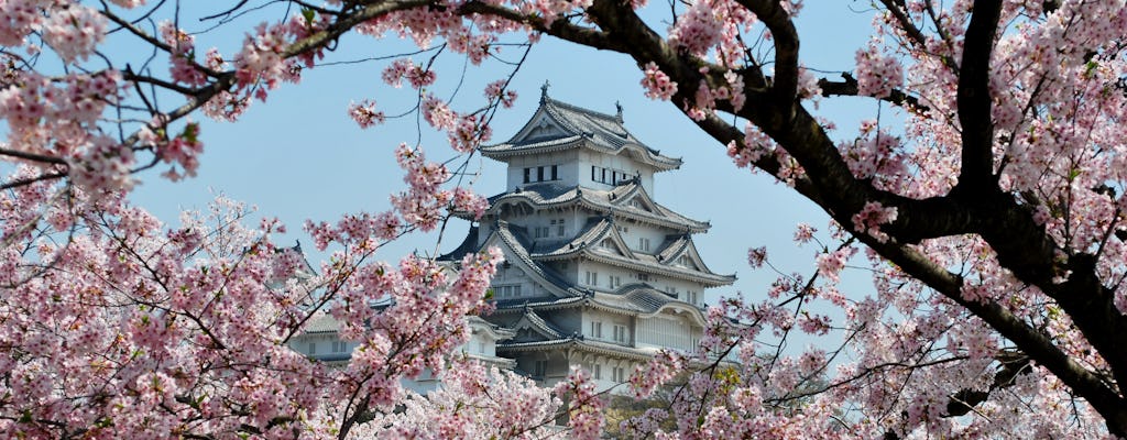 Tour gastronómico por la noche de primavera en Kioto (flor de cerezo)