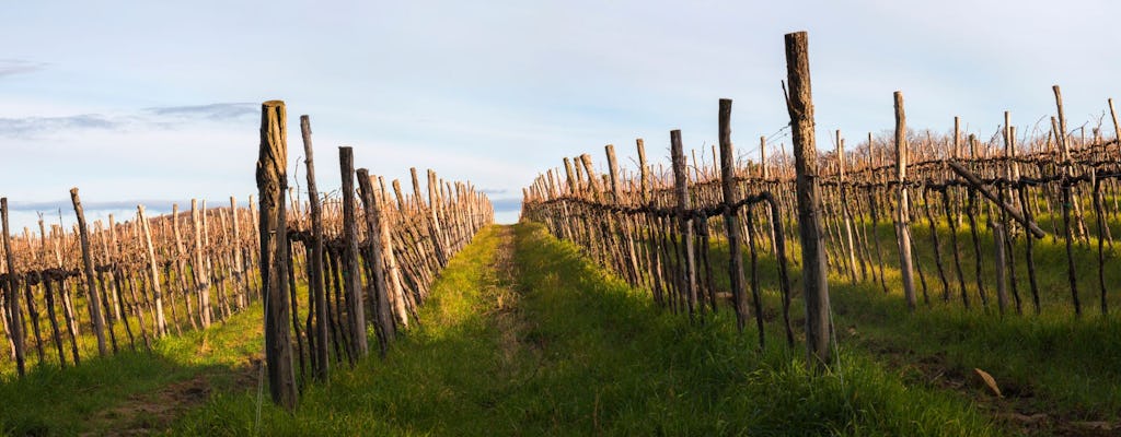 Piran day trip and vintage car ride with oil and wine tasting