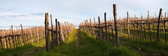 Excursion d'une journée à Piran et promenade en voiture ancienne avec dégustation d'huile et de vin