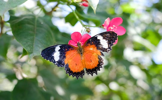 Jardín de milagros y mariposas con traslados