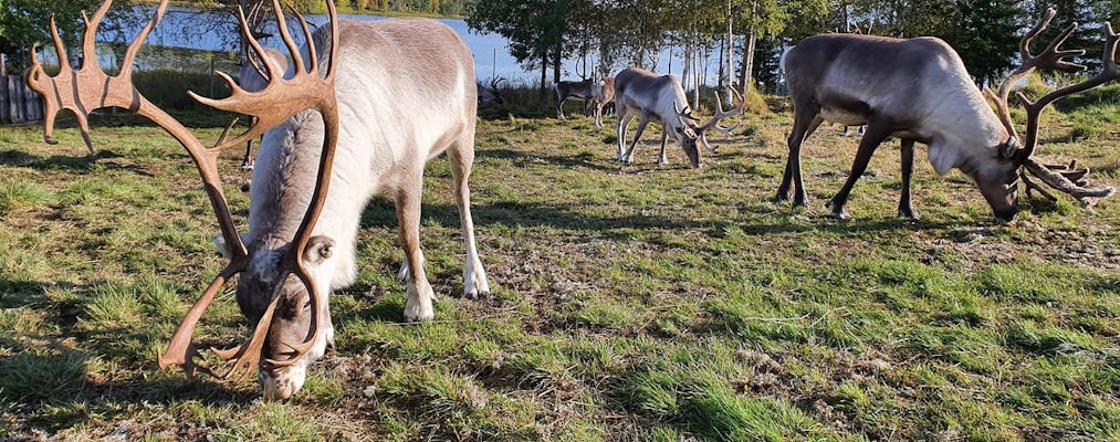 Summer tour to a reindeer farm and husky park