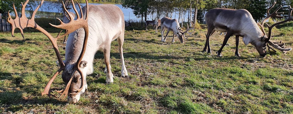 Sommertour zu einer Rentierfarm und einem Huskypark