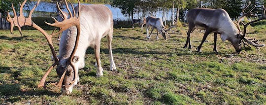 Tour de verão em uma fazenda de renas e um parque de husky