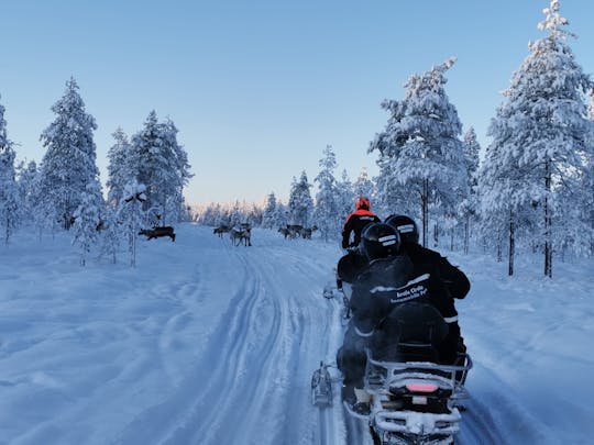 Schneemobilfahren zur Rentier- und Husky-Farm-Kombination