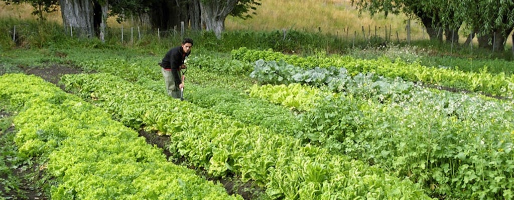 Tour di mezza giornata dell'Estancia Nibepo Aike con pranzo