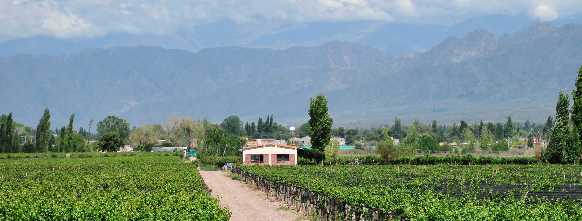 Mendoza half-day wine tour with tasting