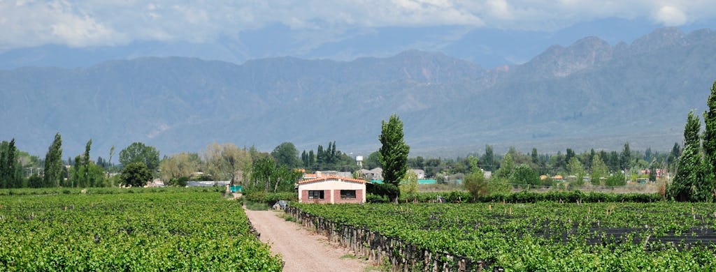 Mendoza half-day wine tour with tasting