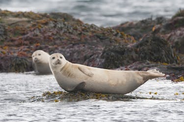 Avvistate le foche a Rauðasandur