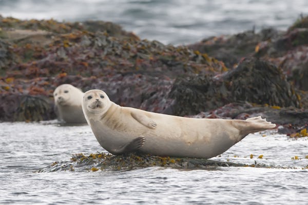 Spot seals in Rauðasandur