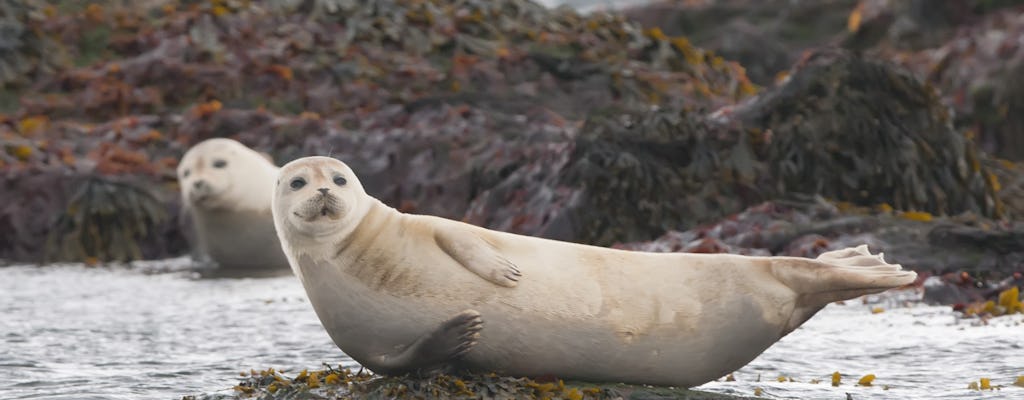 Spot seals in Rauðasandur