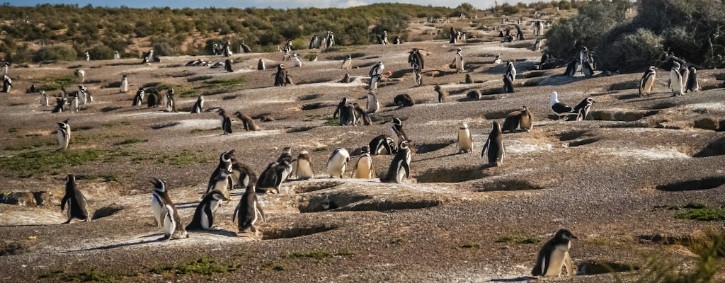 Excursão de dia inteiro na Reserva de Pinguins de Punta Tombo
