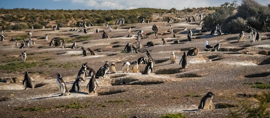 Excursion d'une journée à la réserve de pingouins de Punta Tombo