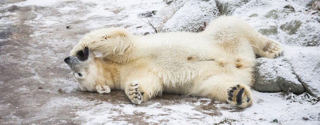 Full-day arctic animals combo 3 in 1