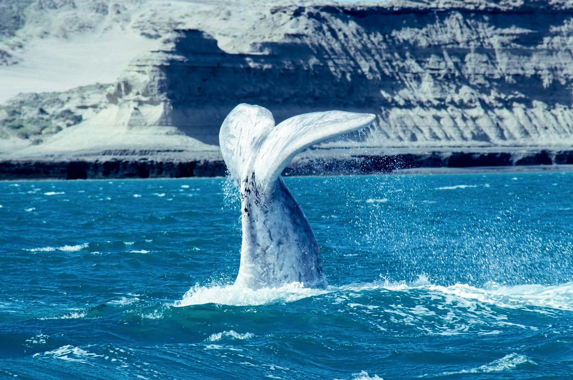 Península Valdés: tour di un'intera giornata con osservazione delle balene
