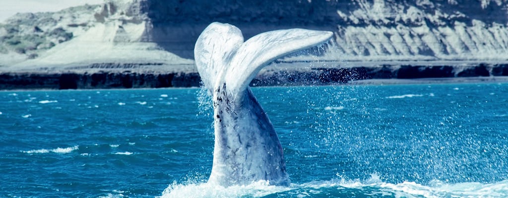 Península Valdés tour de dia inteiro com observação de baleias
