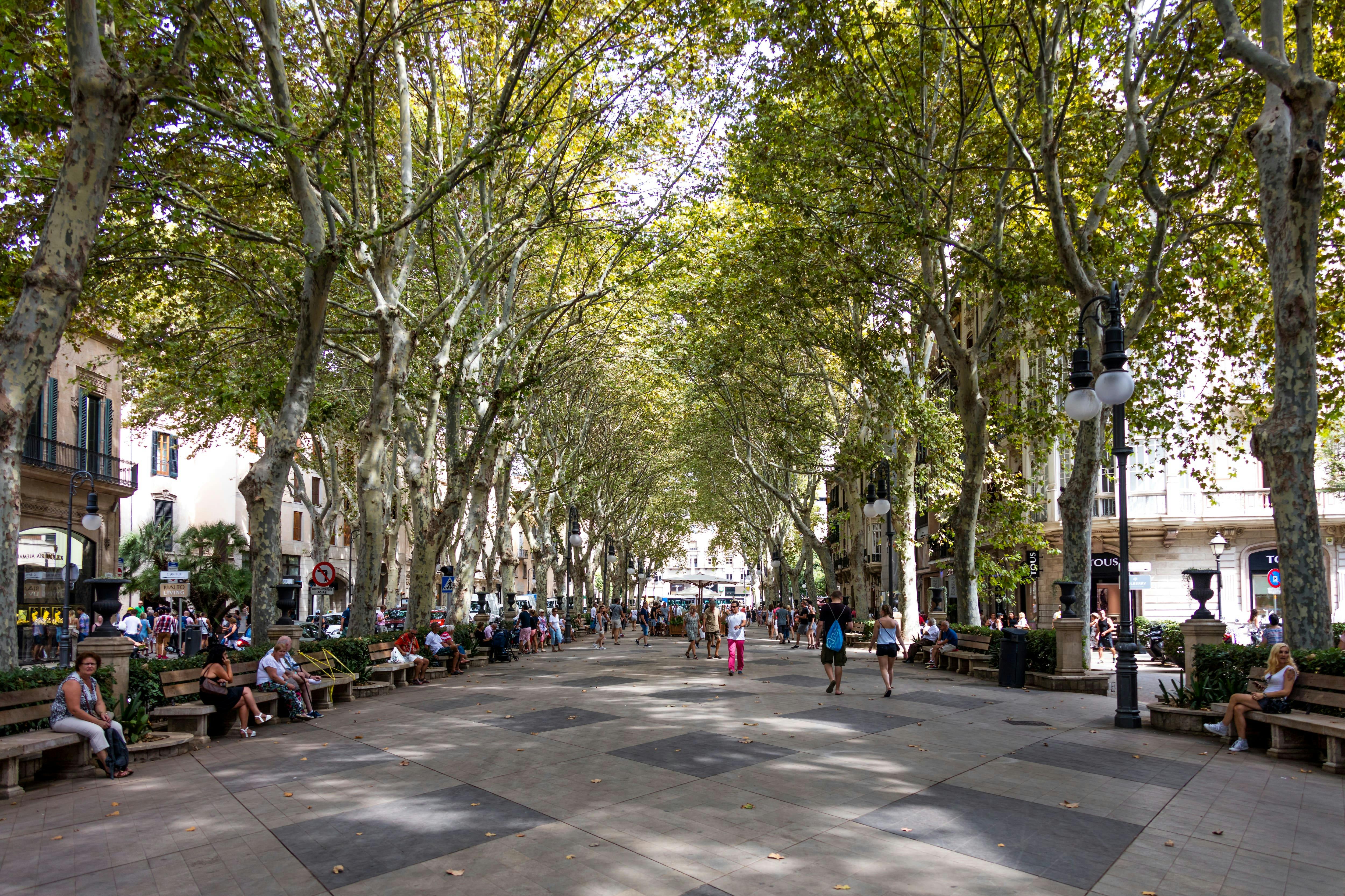 Private Palma de Mallorca Walking Tour and Local Tastings