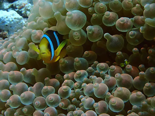 PADI Discover Scuba Diving from RIU Atoll and RIU Palace Maldivas