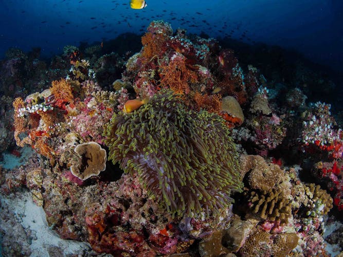 PADI Discover Scuba Diving from RIU Atoll and RIU Palace Maldivas