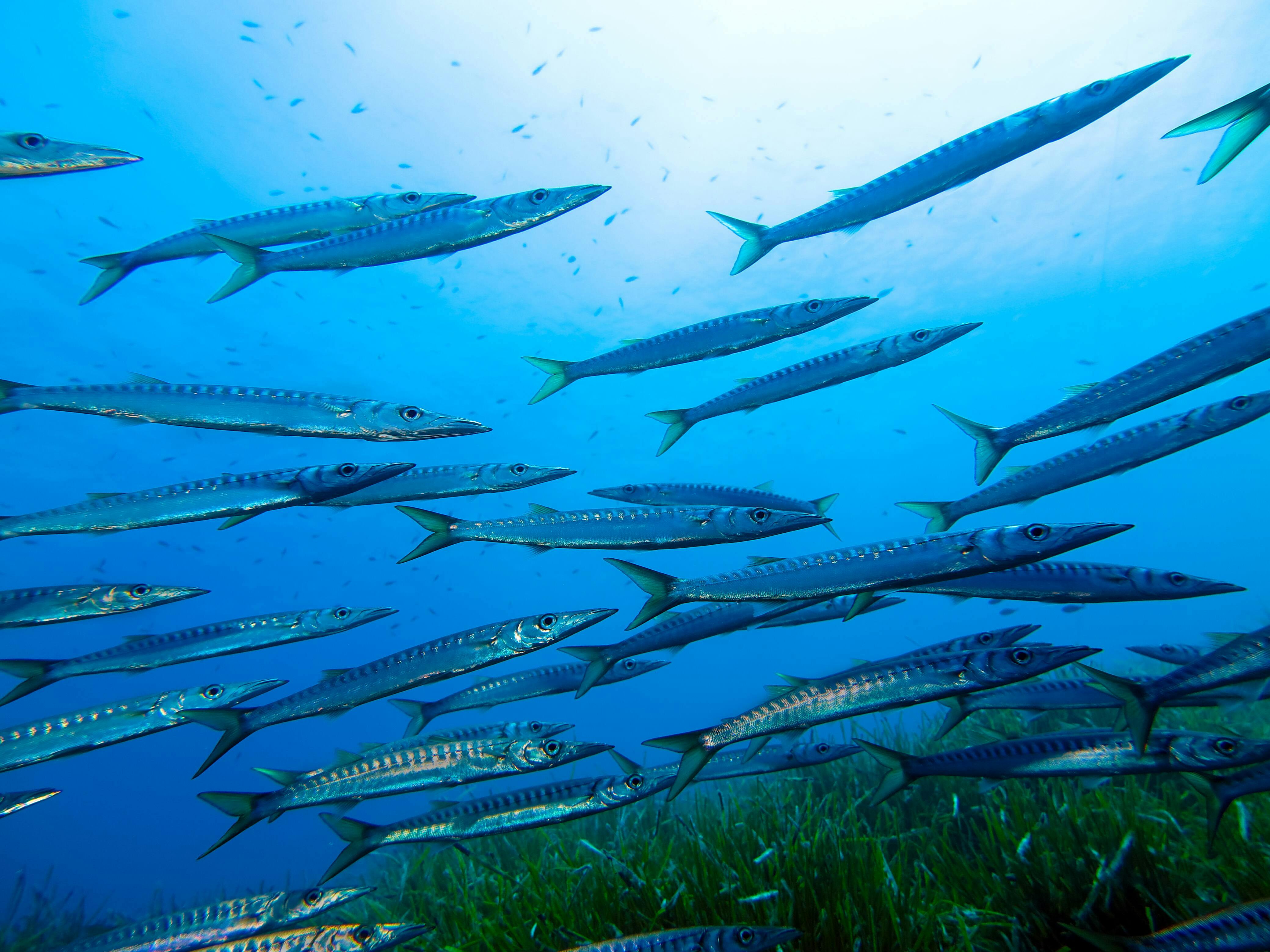 Majorca Open Water Dive Courses