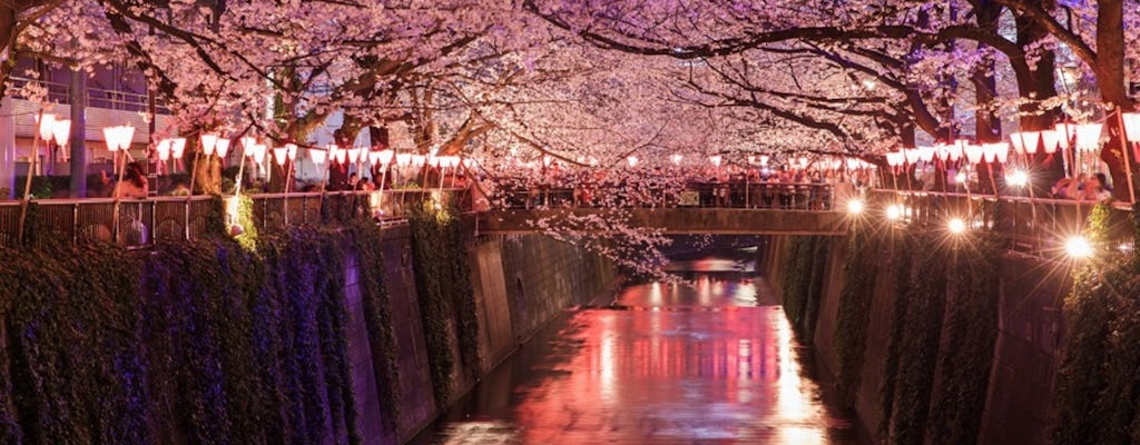 Experiência de Hanami à noite (flor de cerejeira) com um morador