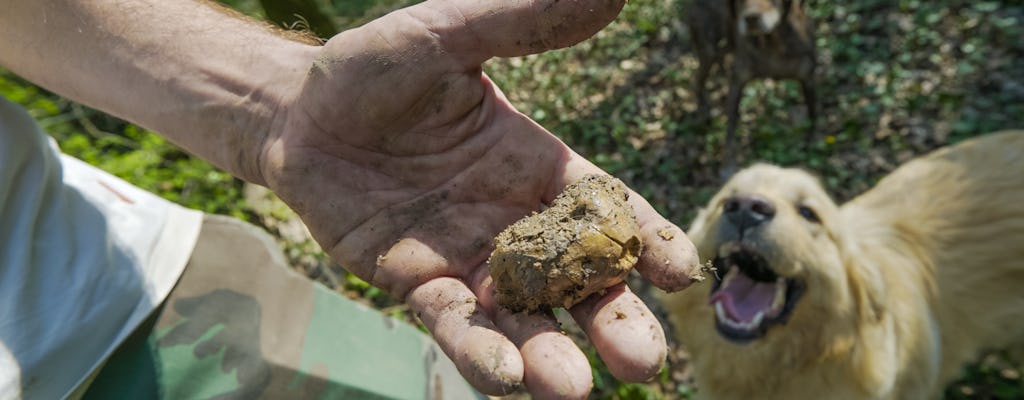 Caccia al tartufo e degustazione di olio d'oliva di fama mondiale