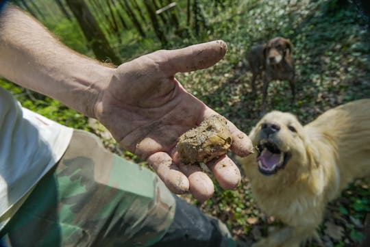 Expérience de chasse aux truffes et de dégustation d'huile d'olive de renommée mondiale