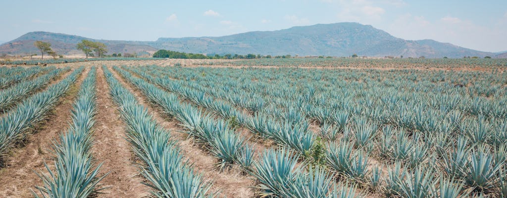 Visite de la tequila et de la distillerie au départ de Guadalajara
