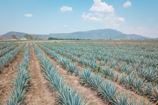 Tequila and distillery tour from Guadalajara