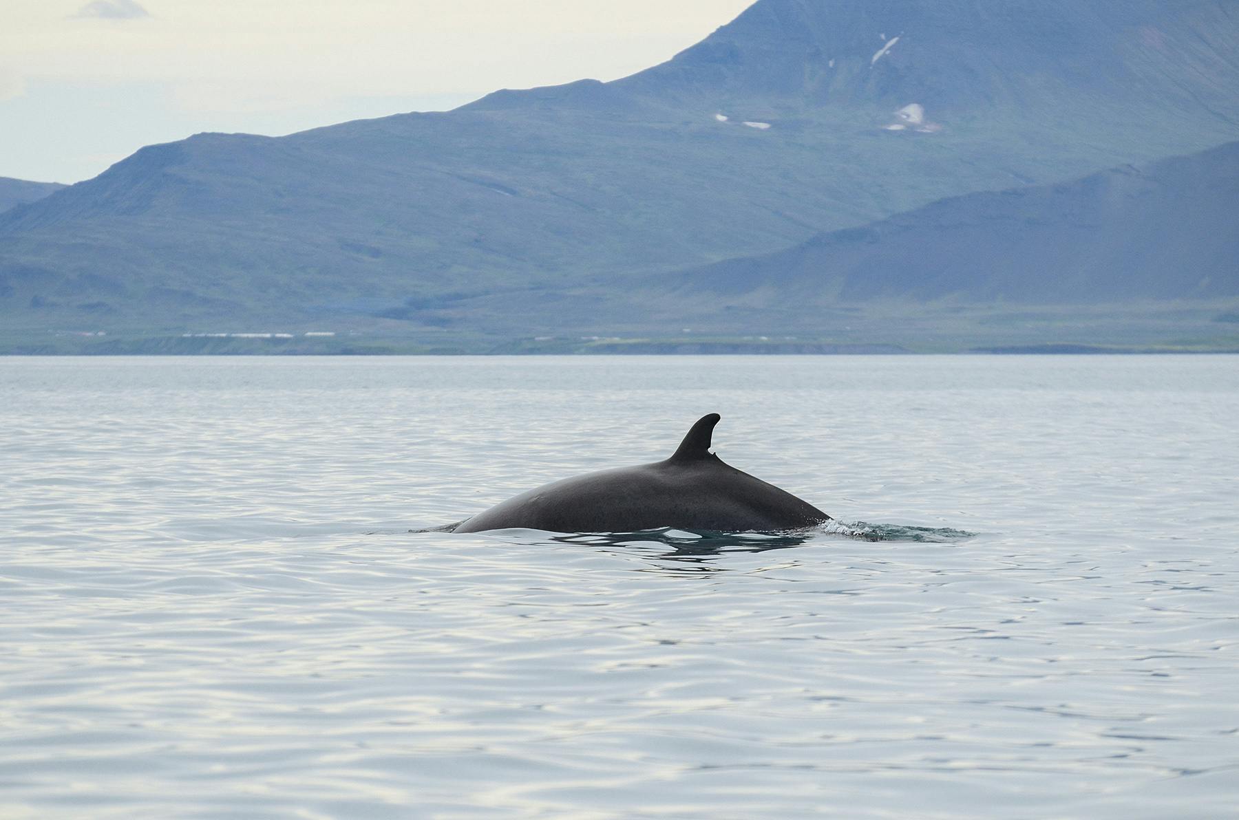 Combo VTT et observation des baleines