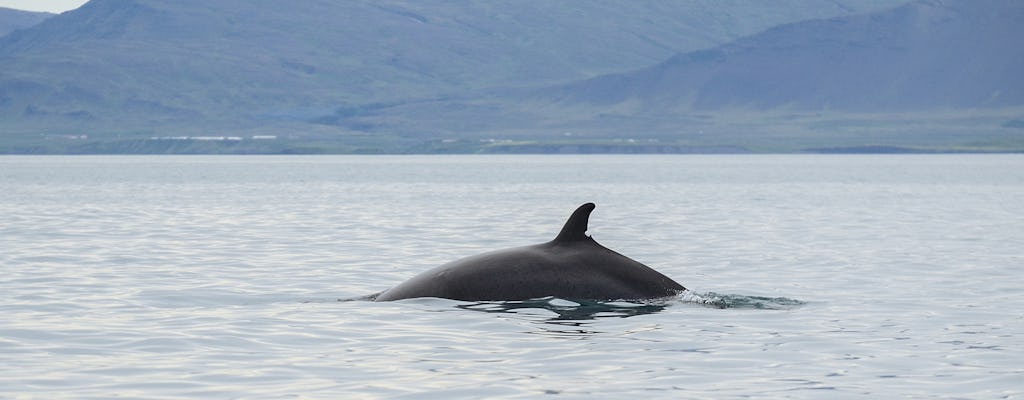 ATV riding and whale watching combo