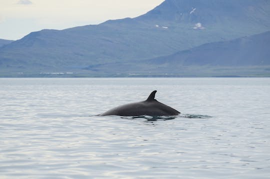 Połączenie jazdy na quadach i oglądania wielorybów na quadach i valskådningskombination