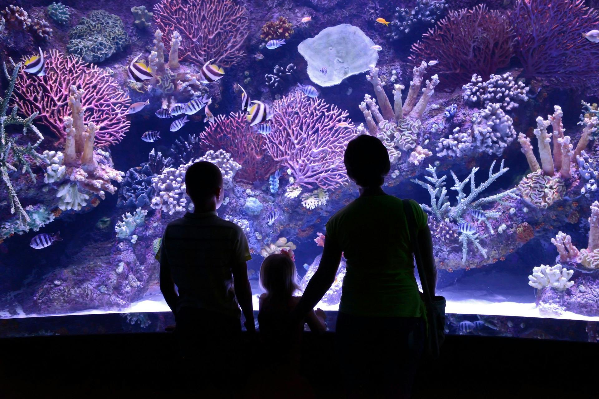 Antalya Aquarium Tickets With Transfer From Kemer Musement