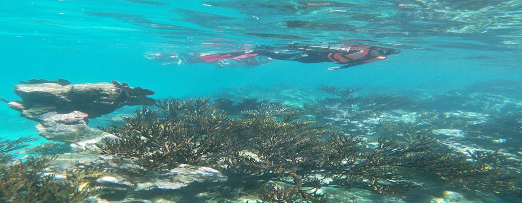 Snorkeling with turtles and cenote expedition