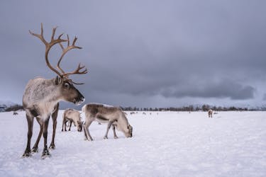 Connect with the reindeer experience