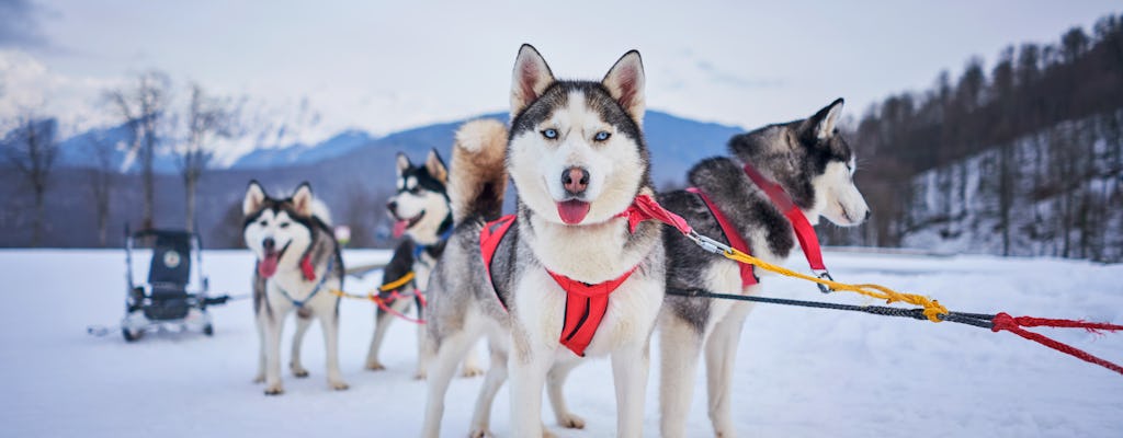 Professionele mushing-ervaring van 2 km