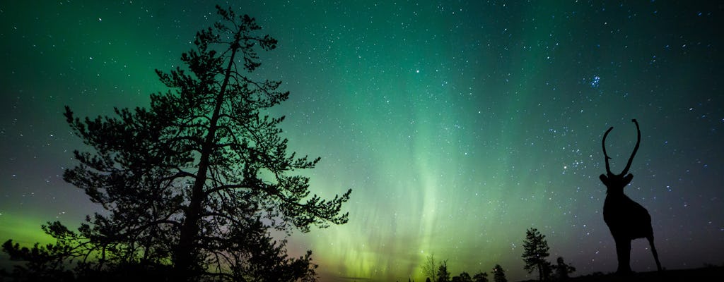 Aurora boreal y alimentación de renos