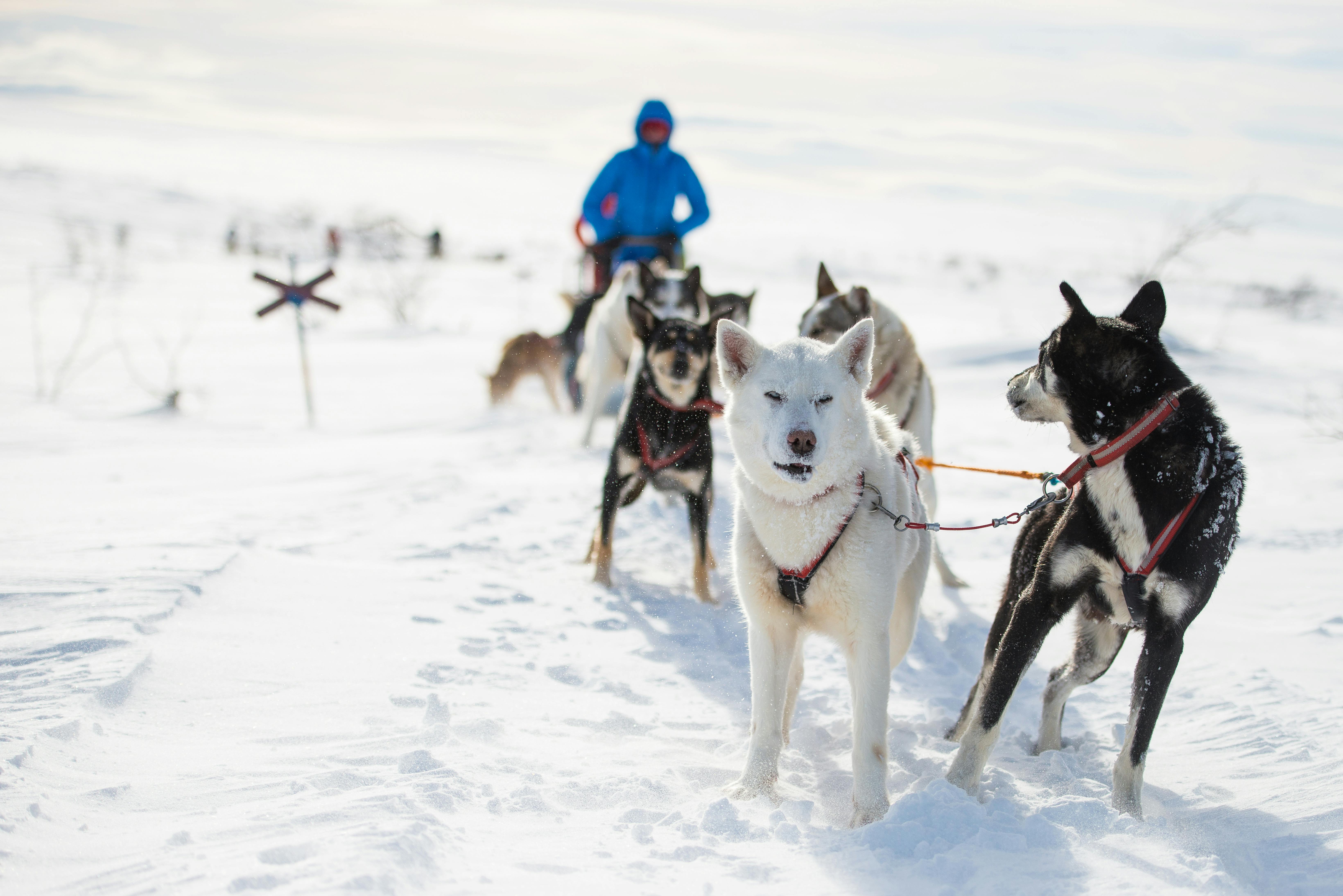 Dogsledding experience in Sälen