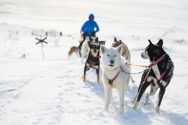 Experiencia en trineos tirados por perros en Sälen