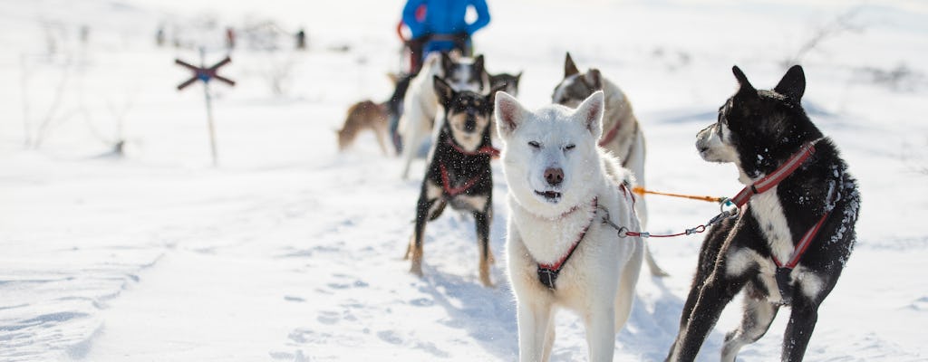 Experiência em trenó com cães em Sälen