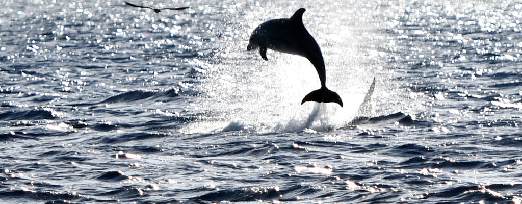 Robinson Katamaran Nord-Mallorca Delfinbeobachtungstour mit Transfer