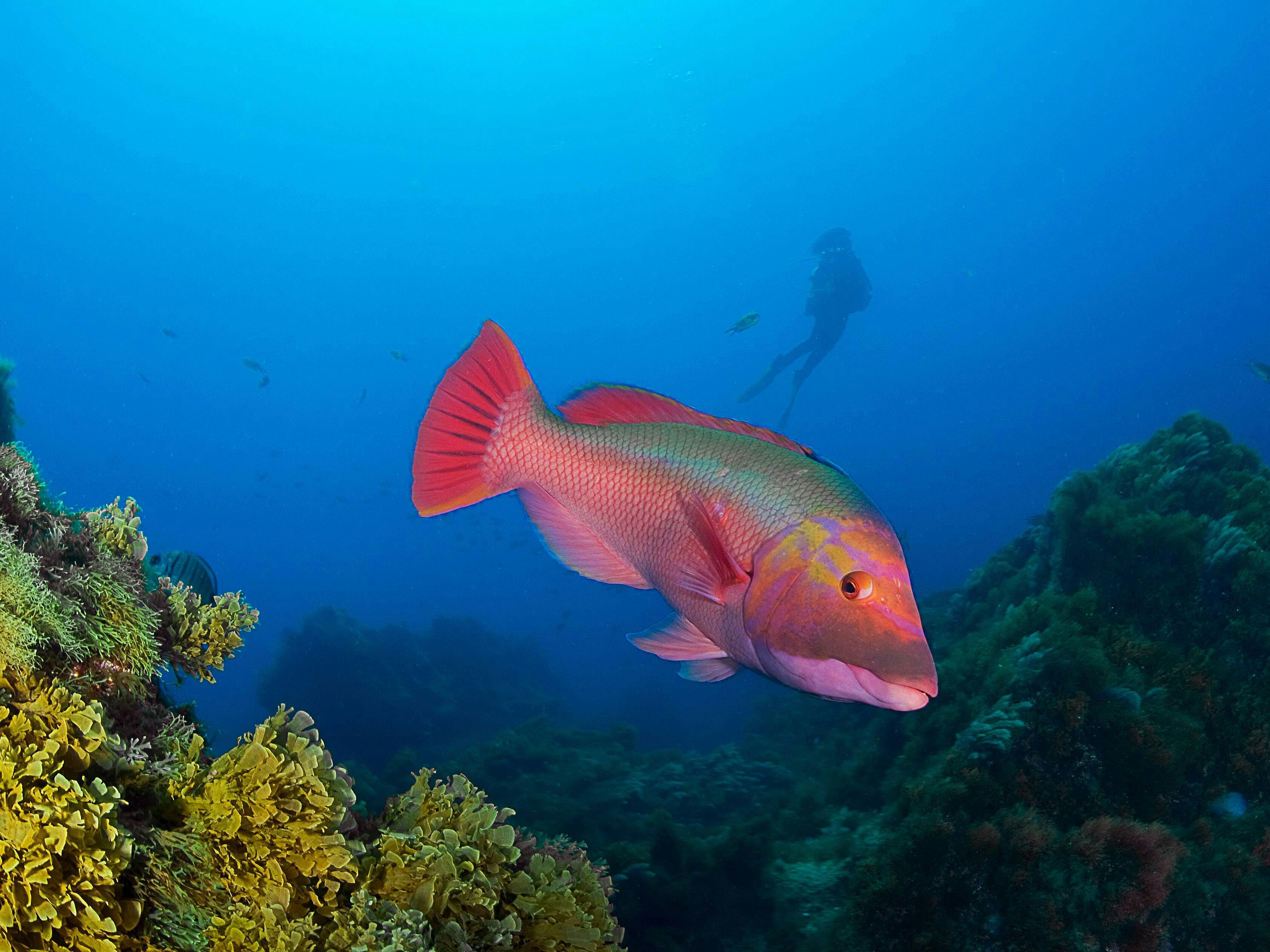 Lanzarote Reduced Mobility Scuba Lesson with Native Diving