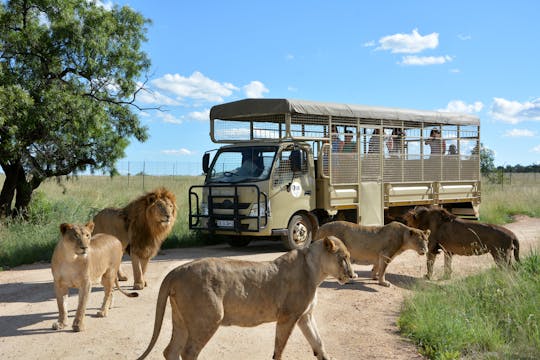 Tour de safari de depredadores en el parque de leones y safaris