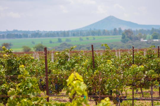 Queretaro wine and cheese private tour from Mexico City