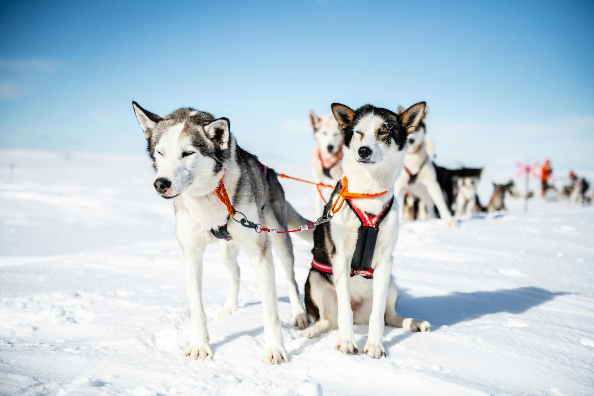 Giro lungo in slitta trainata dai cani a Sälen