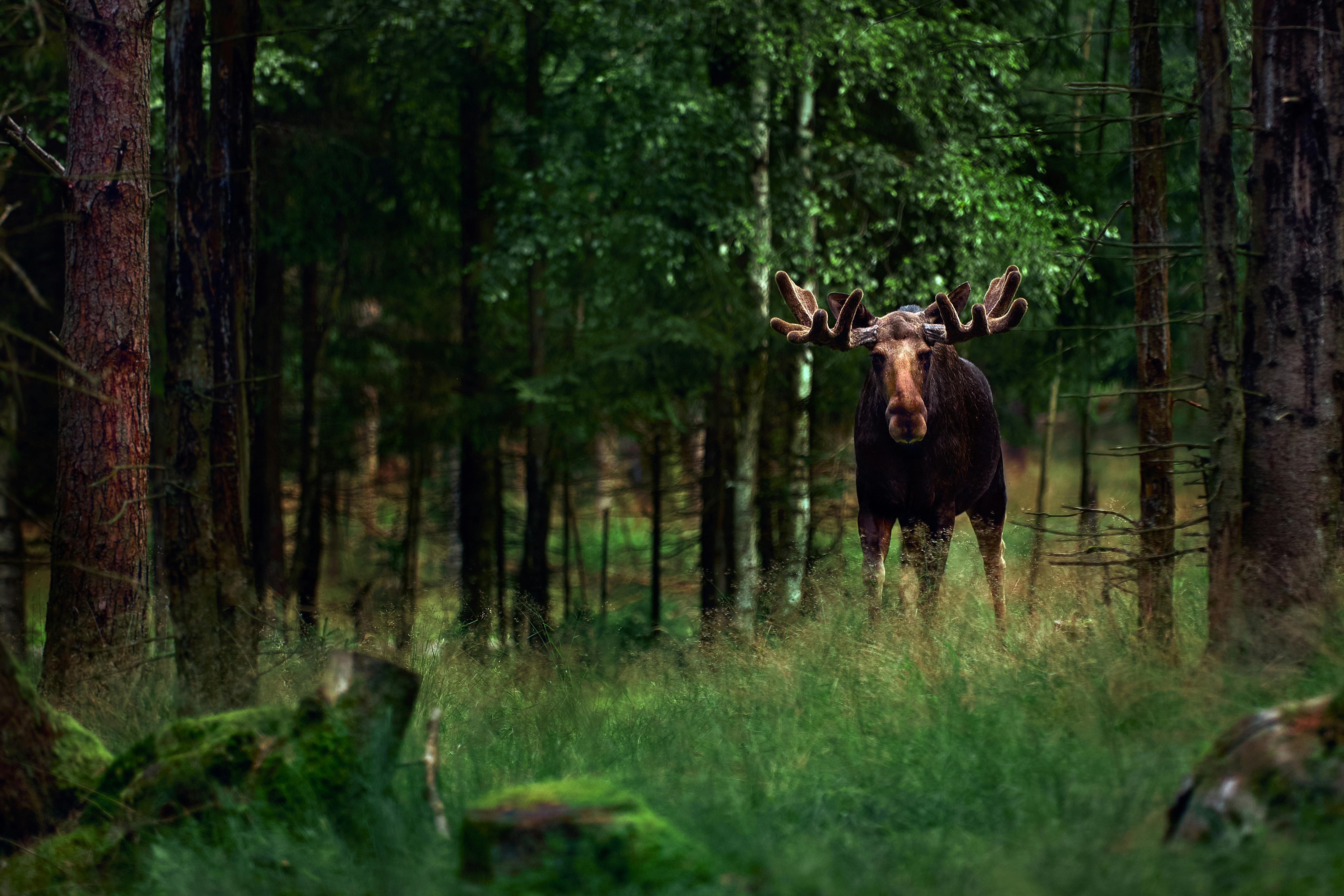 Spot moose on a wildlife safari