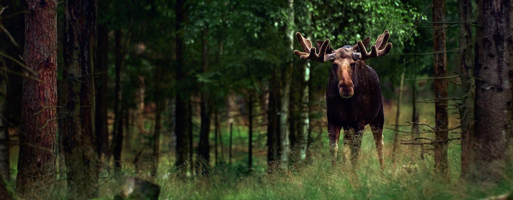 Aviste alces em um safári da vida selvagem