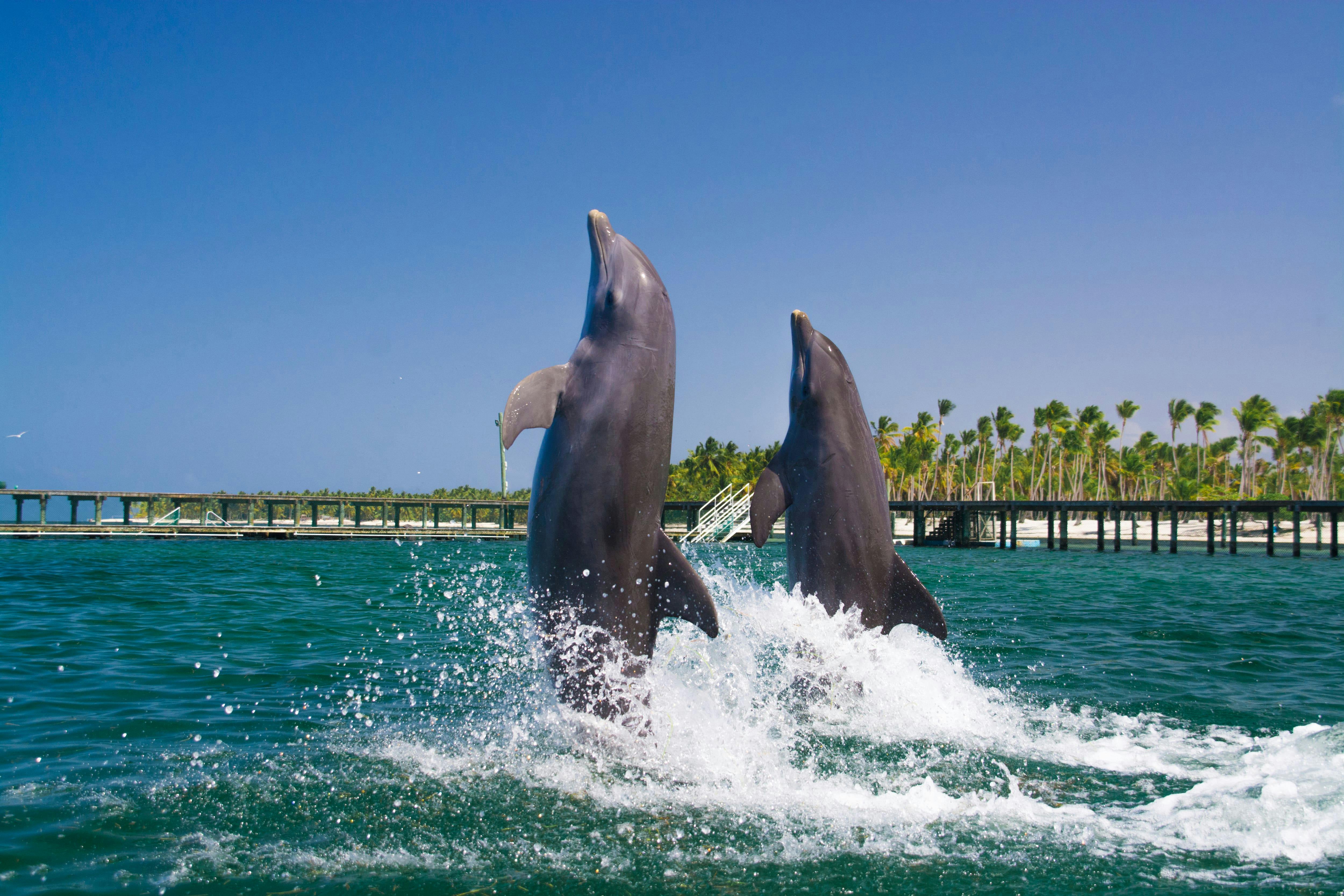 Punta Cana Zwemmen met Dolfijnen