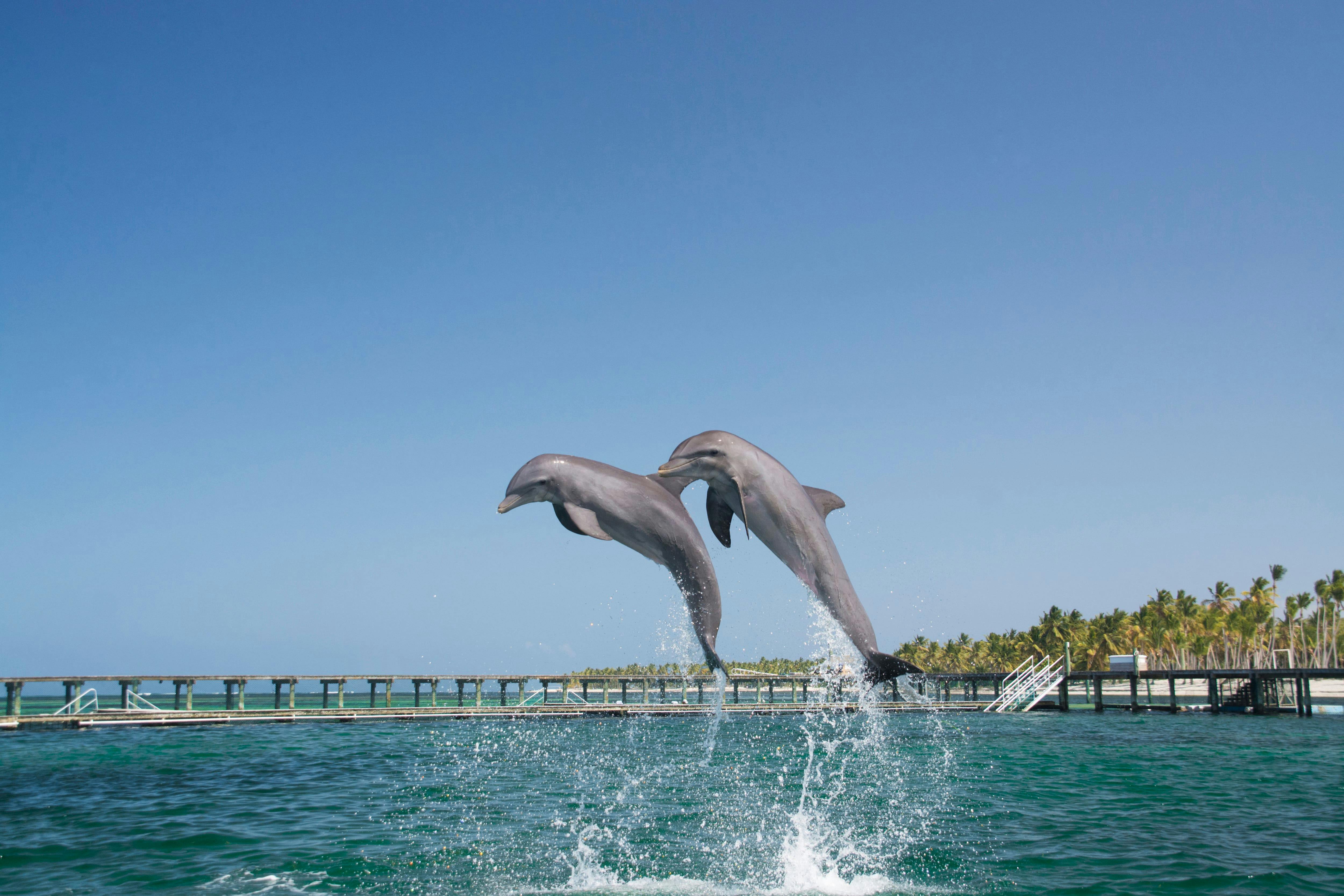 Punta Cana Dolphin Swim Tour