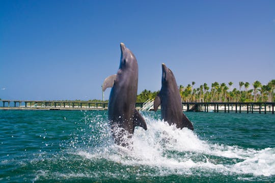 Baignade avec les dauphins à Punta Cana